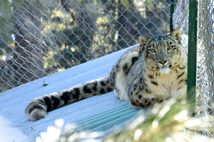 Lalazar Wildlife Park in Nathiagali